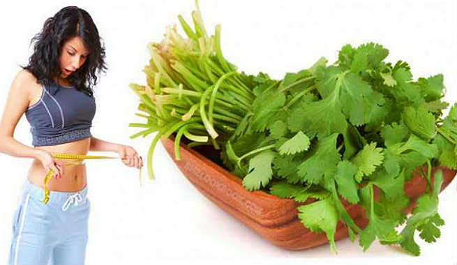 How Are Cilantro And Weight Loss Connected?