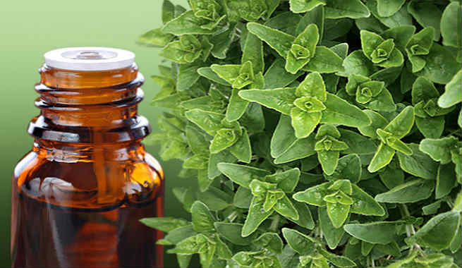 Oregano Oil – A Natural, Safe And Effective Acne Treatment